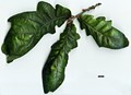 SpeciesSub: Heterophylla Group 'Cucullata'